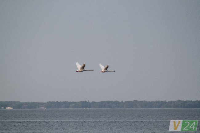 Пернаті туристи Шацьких озер. ФОТО