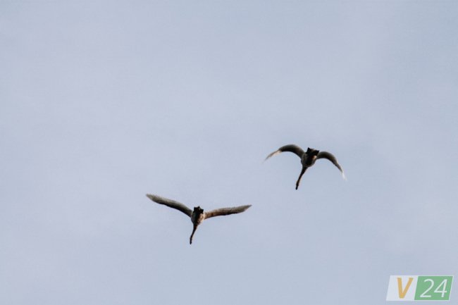 Пернаті туристи Шацьких озер. ФОТО