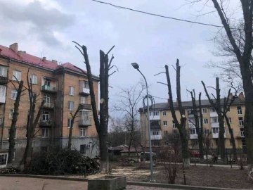 «Варварське» кронування дерев на проспекті Волі у Луцьку: кого покарають за самодіяльність