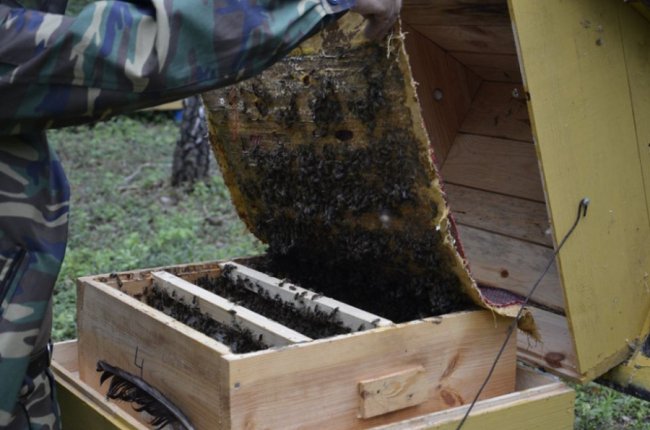 На пасіці Шацького нацпарку викачали перший мед. ФОТО