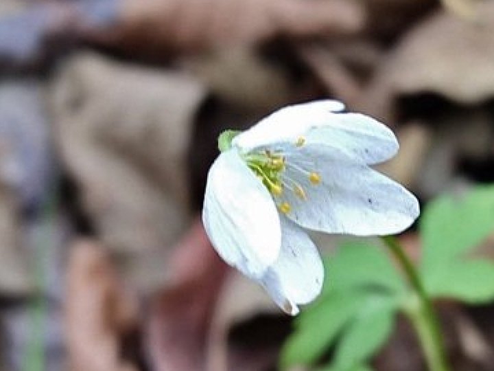 На Волині у грудні зацвіла анемона