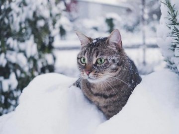 Погода в Луцьку та Волинській області на завтра, 19 січня