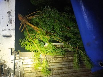 На Волині офіцер громади виявив цілий автомобіль з соснами без документів. ФОТО