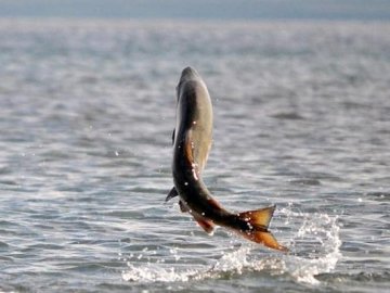 Рибгосп самовільно зайняв майже 200 гектарів землі на Шацьких озерах 