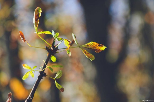 Пора шарфів та теплих розмов за кавою: осінь у Луцьку. ФОТО