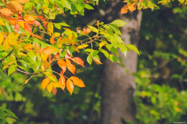 Пора шарфів та теплих розмов за кавою: осінь у Луцьку. ФОТО