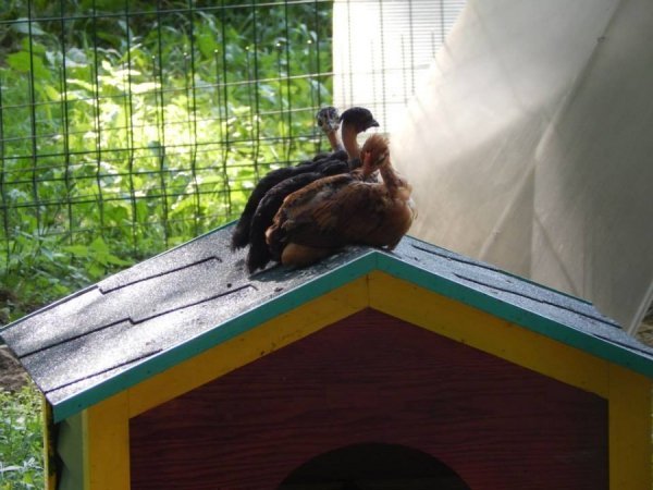 У Луцькому зоопарку добудовують «пташине містечко»