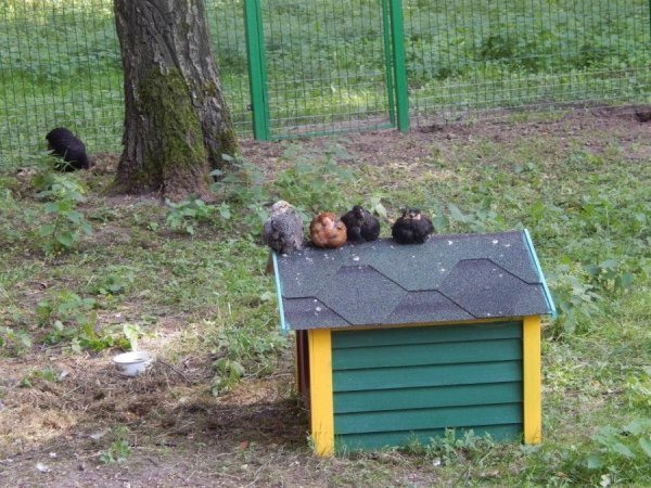 У Луцькому зоопарку добудовують «пташине містечко»