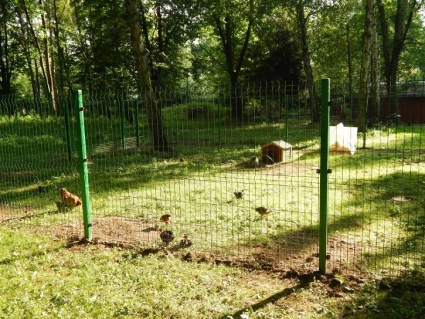 У Луцькому зоопарку добудовують «пташине містечко»