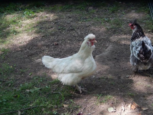 У Луцькому зоопарку добудовують «пташине містечко»