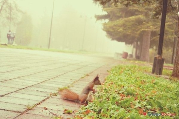 Луцький парк – рай для білочок. ФОТО. ВІДЕО  