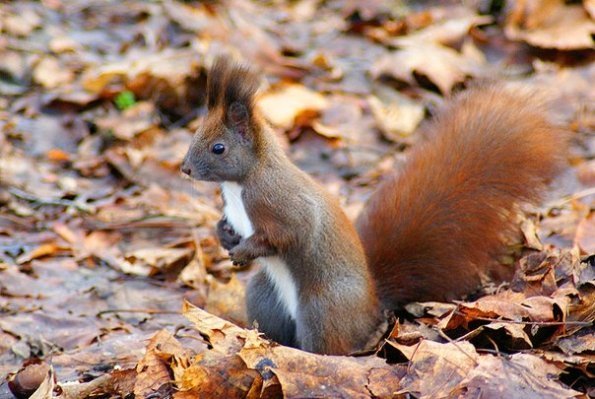 Луцький парк – рай для білочок. ФОТО. ВІДЕО  