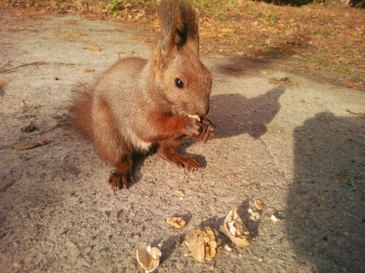 Луцький парк – рай для білочок. ФОТО. ВІДЕО  