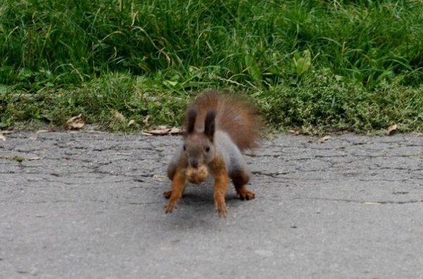 Луцький парк – рай для білочок. ФОТО. ВІДЕО  