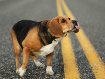 У Ковелі 81-річна жінка розбила голову через собаку на дорозі