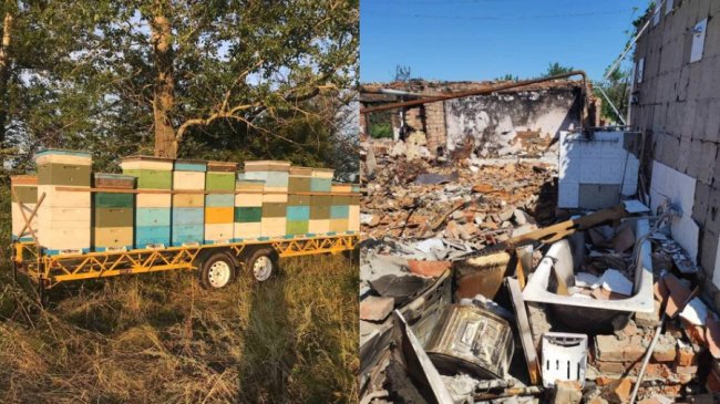 Залишив пасіку з 70 вуликами: бджоляр із Харківщини евакуювався на Волинь. ФОТО. ВІДЕО