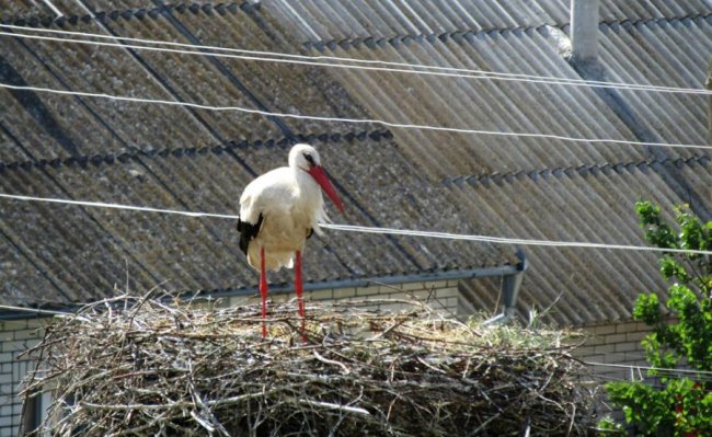 Волинський священик показав, як підросли церковні лелеки. ФОТО