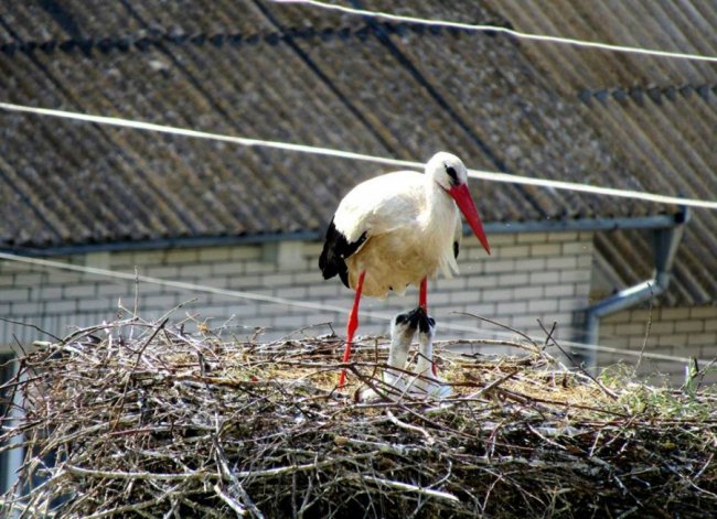 Волинський священик показав, як підросли церковні лелеки. ФОТО