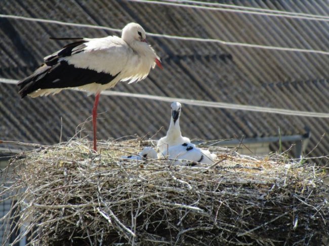 Волинський священик показав, як підросли церковні лелеки. ФОТО