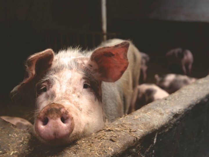 Волинський свинокомплекс домовився з біогазовим заводом про утилізацію відходів: деталі