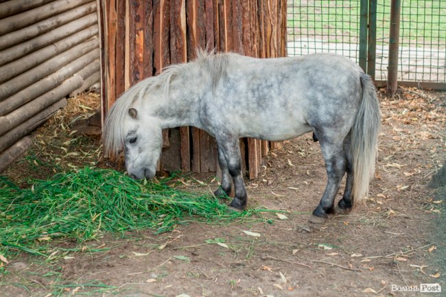 Яскраві ара та милі носухи: літній день у луцькому зоопарку. ФОТО