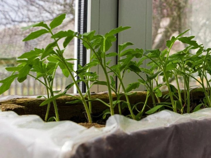 Що посіяти на розсаду в березні: перелік овочів та квітів від експерта