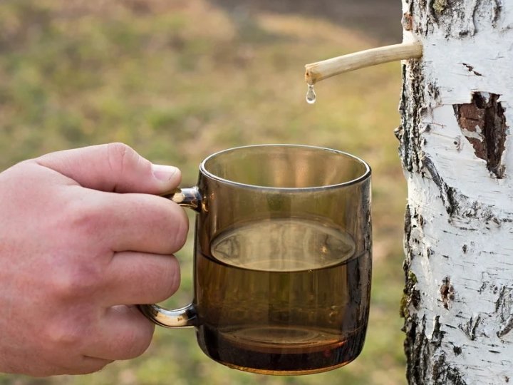 Просять до 80 грн за літр: на Волині зросли ціни на березовий сік