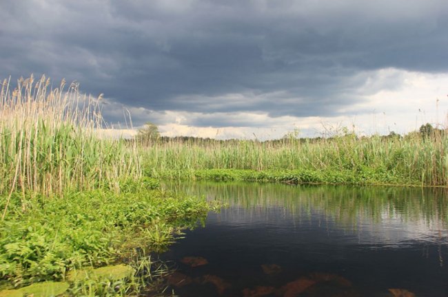 Наче Амазонка: як після дощів розлилася волинська річка. ФОТО