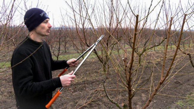 Як правильно обрізати дерева: поради волинського садівника. ВІДЕО