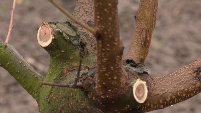Як правильно обрізати дерева: поради волинського садівника. ВІДЕО