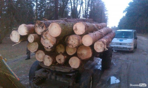 «Айдар» на Волині ловить крадіїв лісу. ФОТОРЕПОРТАЖ