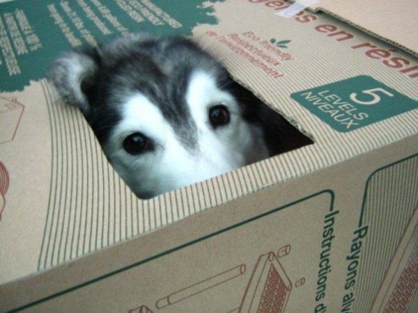 Хаскі, якого виховали коти. ФОТО