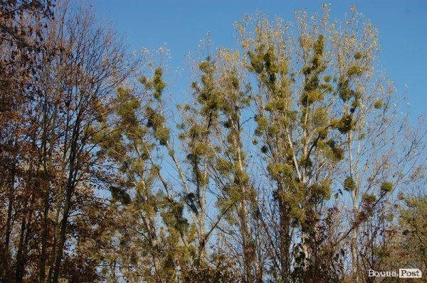 Парк у Луцьку: осіння краса і людська байдужість. ФОТО