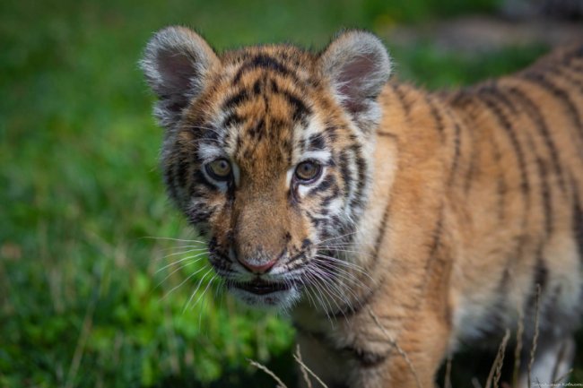 Ніби професійна модель: як живе у луцькому зоопарку тигреня Тріша. ФОТО