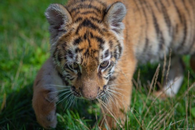 Ніби професійна модель: як живе у луцькому зоопарку тигреня Тріша. ФОТО