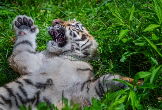 Ніби професійна модель: як живе у луцькому зоопарку тигреня Тріша. ФОТО