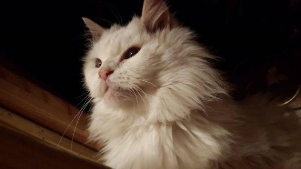 У Луцьку на презентацію різдвяної історії завітає 7-кілограмовий гість. ФОТО