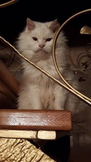 У Луцьку на презентацію різдвяної історії завітає 7-кілограмовий гість. ФОТО