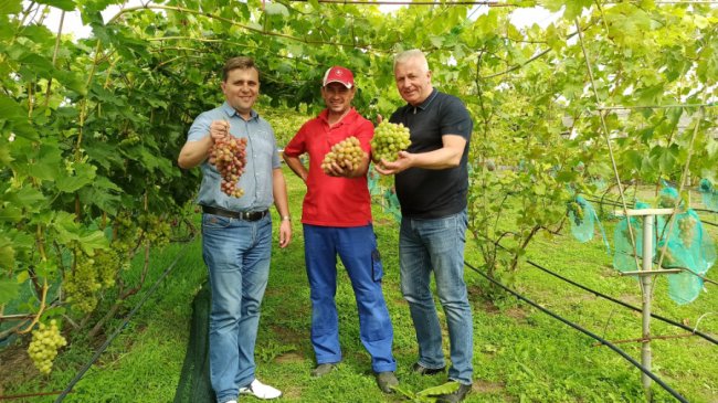 Одне гроно – 2,5 кілограми: волинський аграрій вирощує понад пів сотню сортів винограду. ФОТО