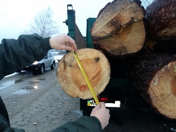 На Волині затримали  водія з нелегальною деревиною