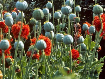 На городі у волинянки знайшли 700 рослин снодійного маку