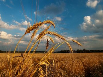Погода в Луцьку та Волинській області на вівторок, 31 серпня