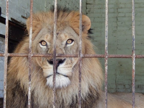 Луцький зоопарк «відчули на дотик». ФОТО