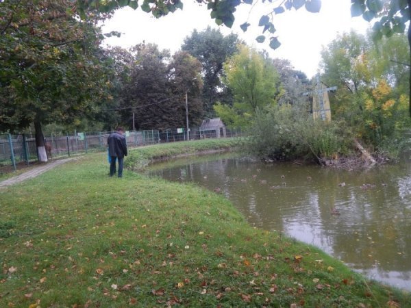 У Луцькому зоопарку зимуватимуть качки. ФОТО