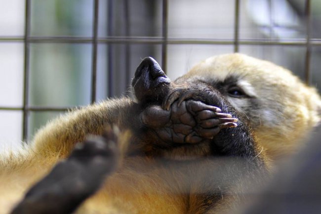 Ліниві леви і грайливі мавпочки: яскраві фото з Луцького зоопарку