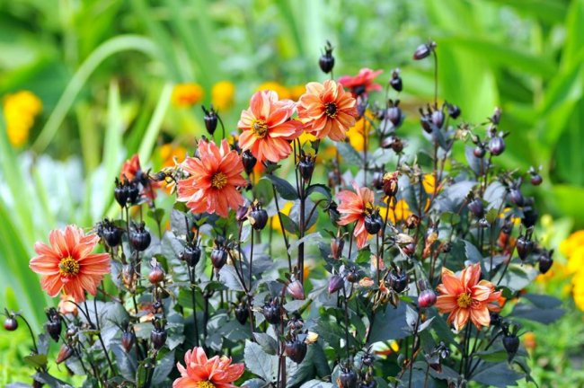 Ліниві леви і грайливі мавпочки: яскраві фото з Луцького зоопарку