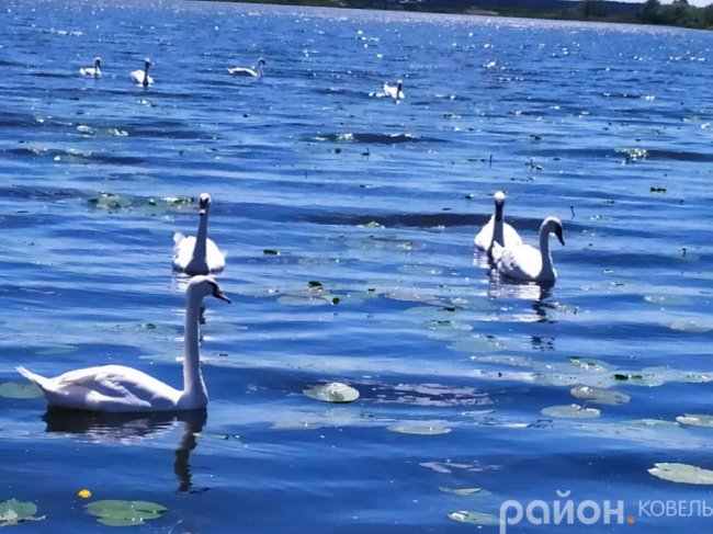 На волинському водосховищі оселилися лебеді. ФОТО