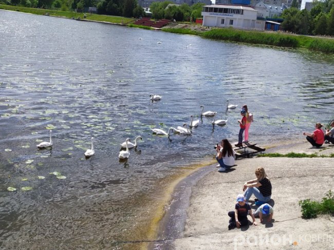 На волинському водосховищі оселилися лебеді. ФОТО