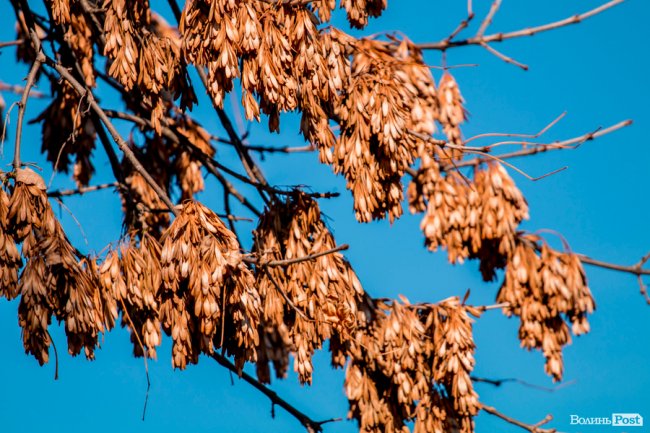 Осінь у Луцьку в деталях: макрозйомка. ФОТО