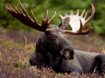 На Волині браконьєри жорстоко вбили лося та викинули його залишки біля дороги